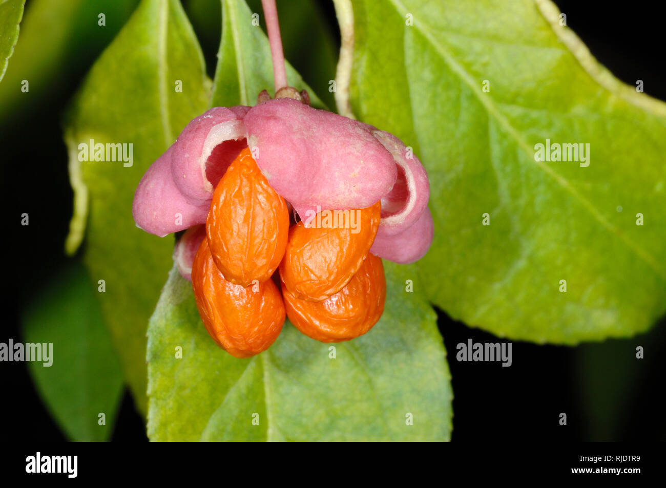 Pink & Orange Berries of Spindle Tree, Euonymus europaeus Stock Photo
