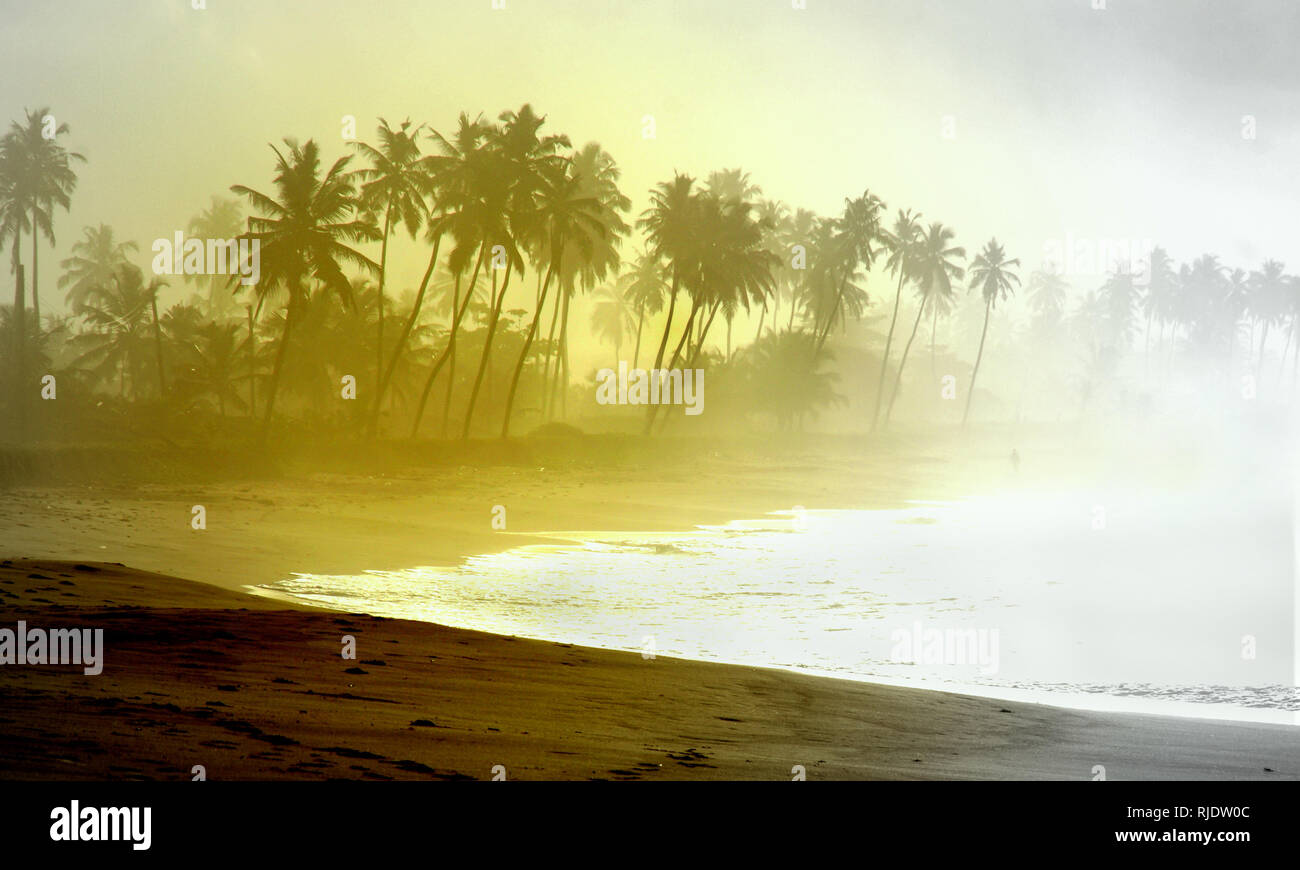 Wild atlantic beach with palm tree silhouettes in Ghana Stock Photo