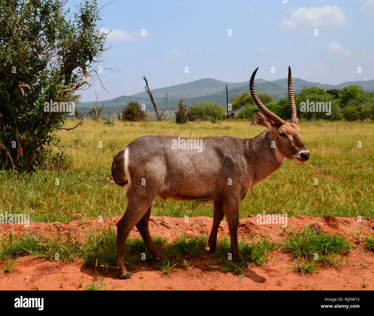 The Africa antelope, Kenya Stock Photo - Alamy