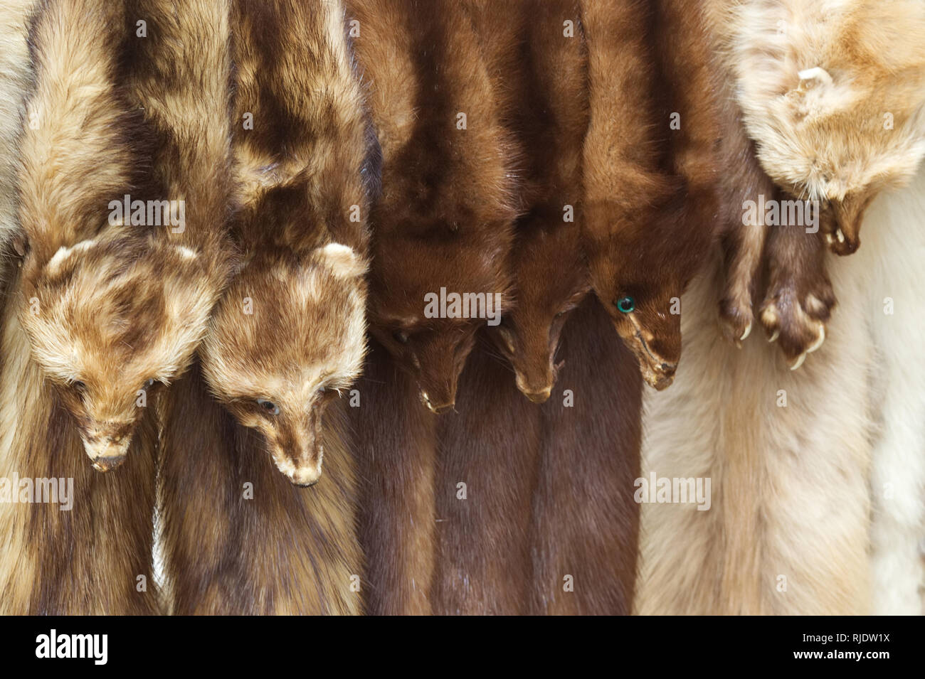 Animal hides clothing hi-res stock photography and images - Alamy