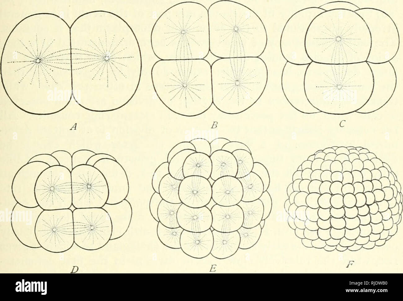 . The cell in development and inheritance. Cells. GEOMETRICAL RELATIONS OF CLEAVAGE-FORMS 565 planes according to Sachs's second rule. The first division of a homo- geneous spherical Qg%, for example, is followed by a second division at right angles to it, since each hemisphere is twice as long in the plane of division as in any plane vertical to it. The mitotic figure of the second division lies therefore parallel to the first plane, which forms the base of the hemisphere, and the ensuing division is vertical to it. The same applies to the third division, since each quadrant is as long as the Stock Photo