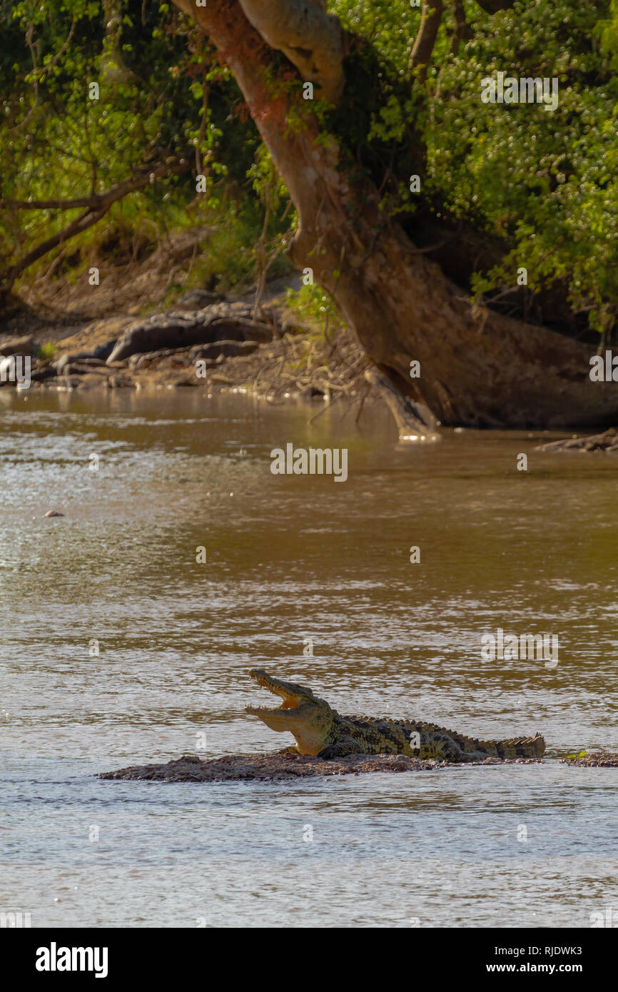 Grumeti river. Resting in the shallows crocodile. Tanzania, Africa Stock Photo