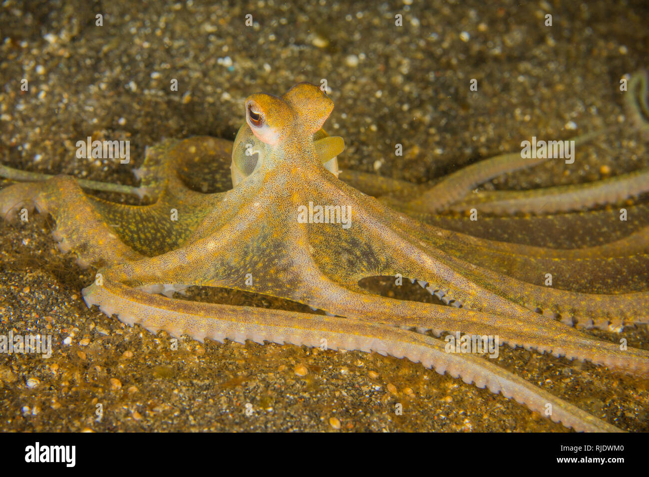 Long armed octopus hunting at night. Stock Photo
