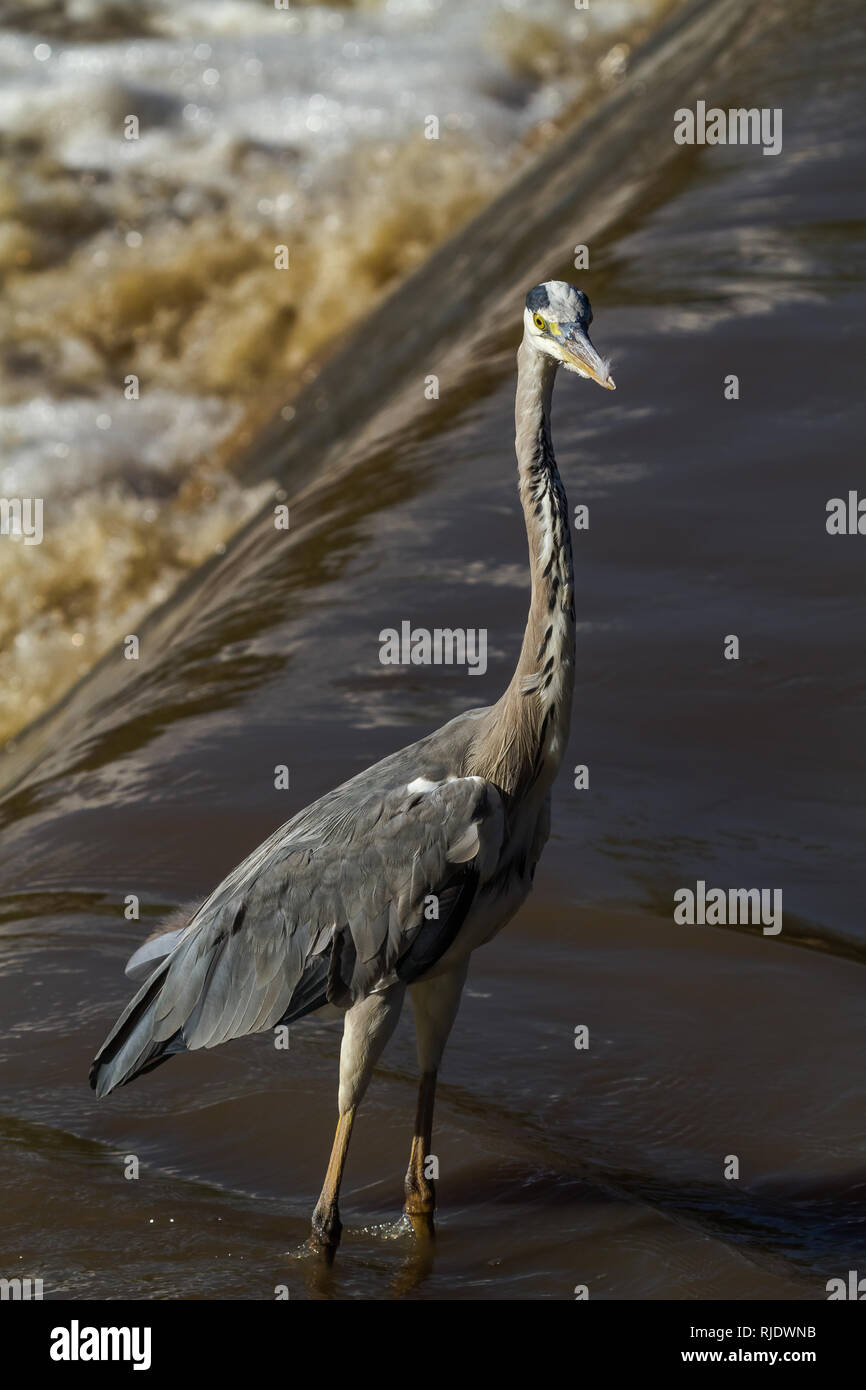 Big grey heron fishing. Grumeti river, Serengeti, Africa Stock Photo