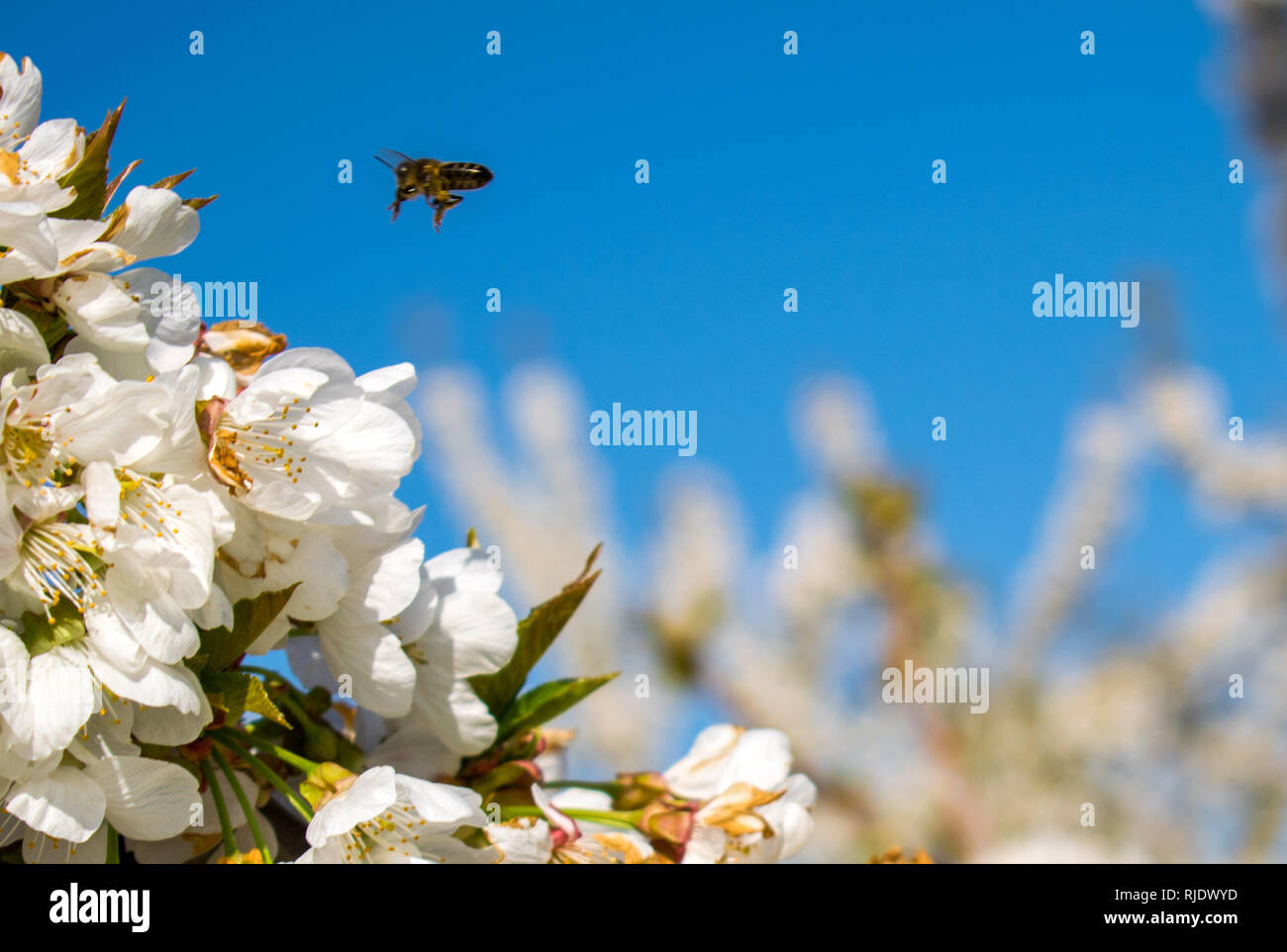 Bumblebee pollinating on cherry flowers blossoms in spring. Bee flying on Prunus avium. Pollination tree. Stock Photo