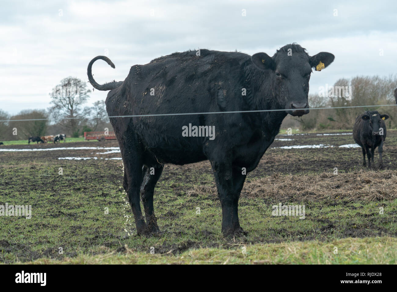 Weeing Cow in Somerset Stock Photo