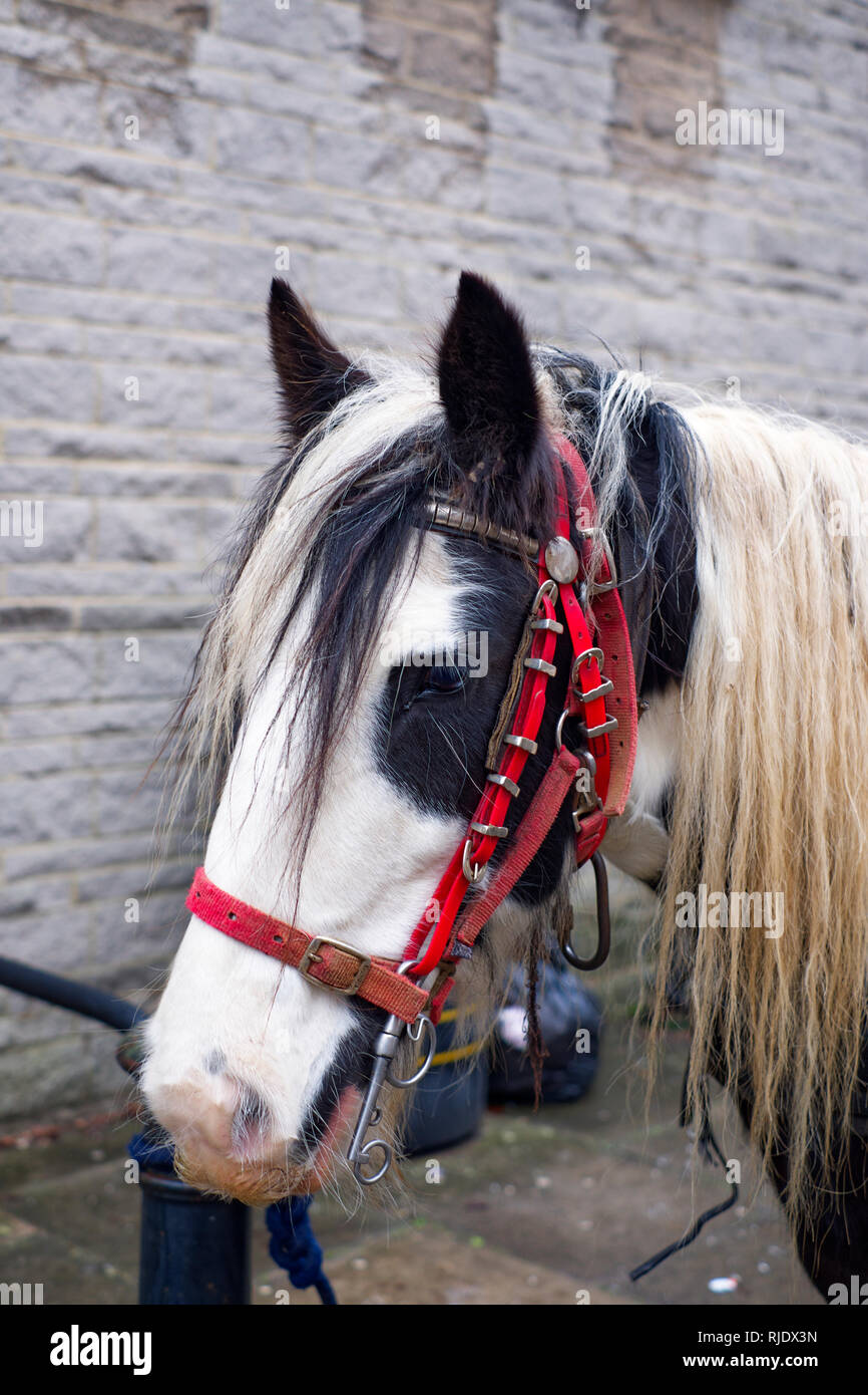 Black and white cob horse hires stock photography and images Alamy
