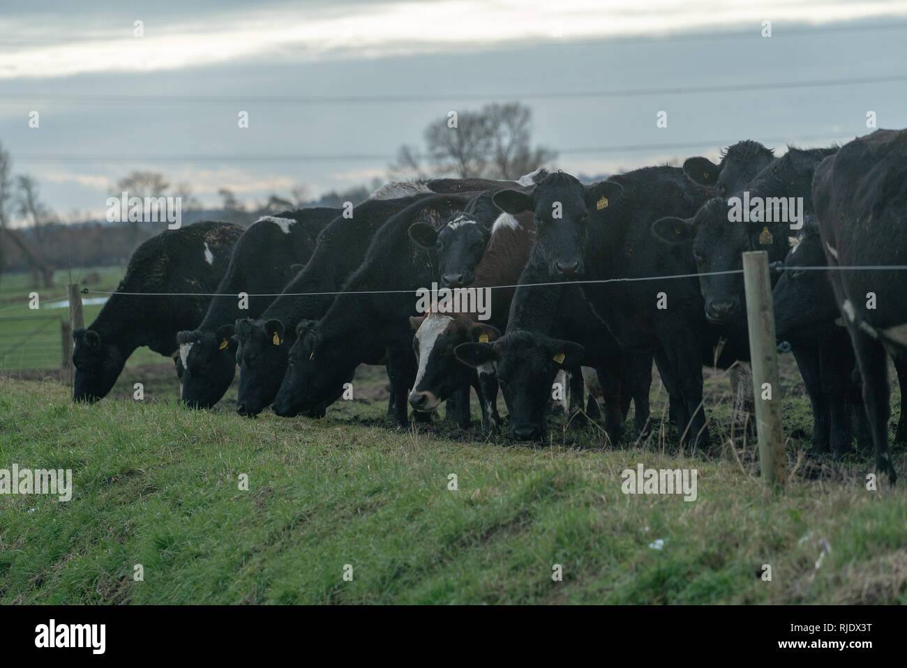 Hungry Ruminants Hungry Cattle Searching For Food Stock Photo - Alamy