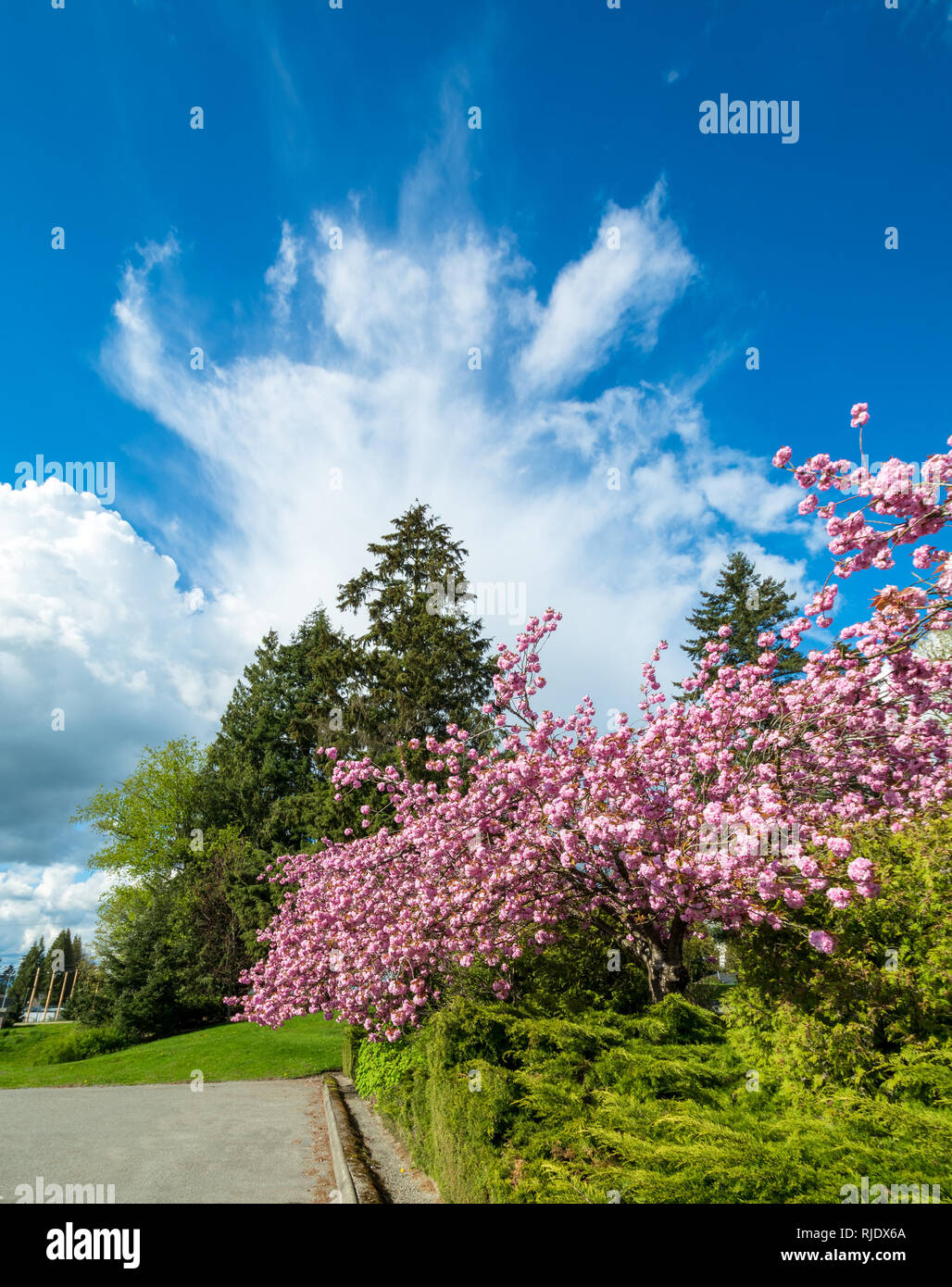 Rose flowers of blossoming cherry tree on blue sky background Stock ...