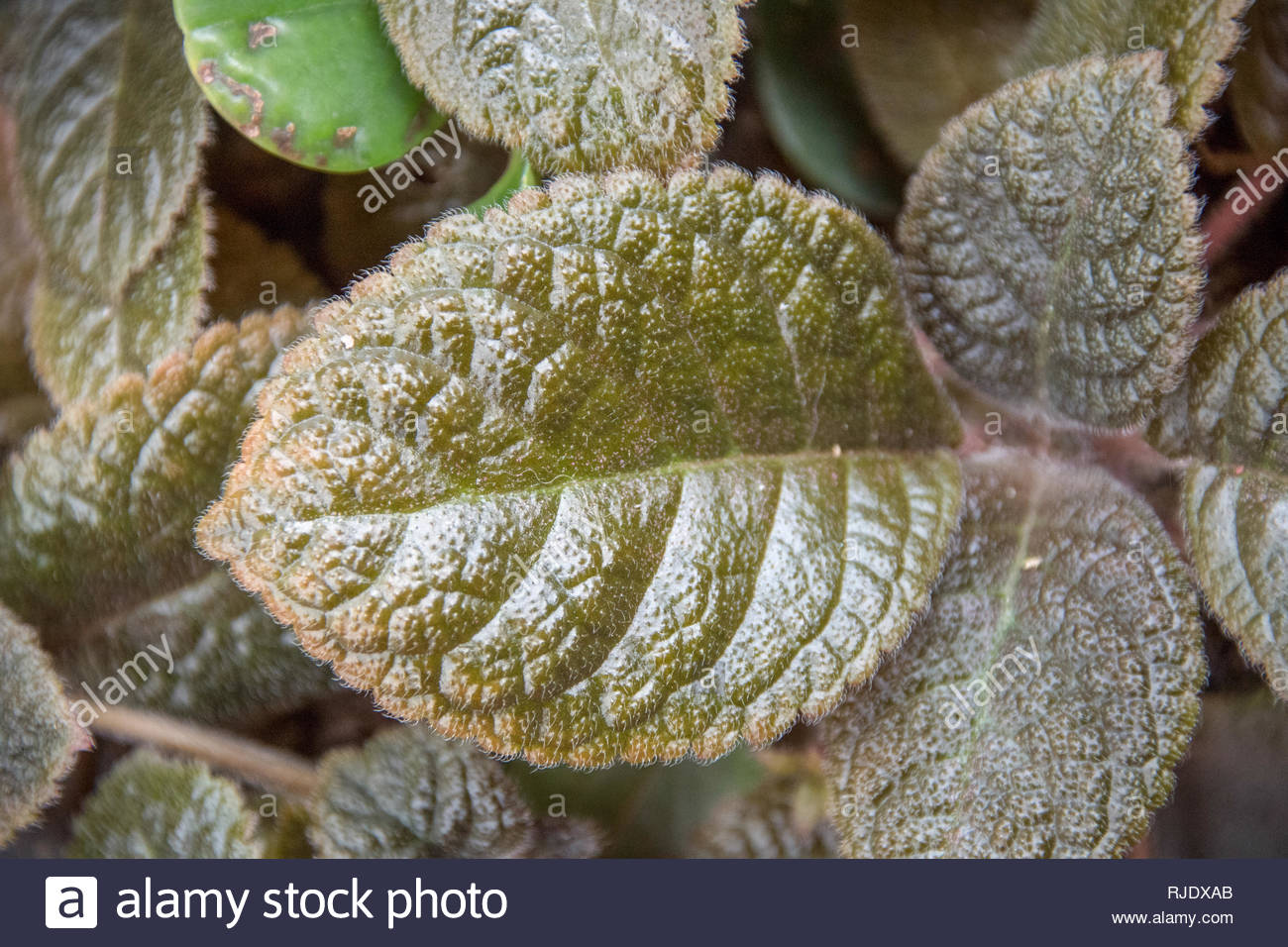 Serrated Leaves Stock Photos & Serrated Leaves Stock Images Alamy