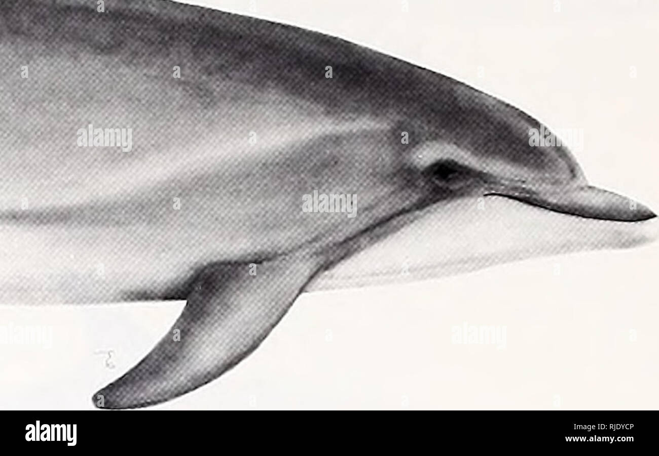 . Cetaceans of the Channel Islands National Marine Sanctuary / prepared for National Oceanic and Atmospheric Administration, Channel Islands National Marine Sanctuary and NOAA, National Marine Fisheries Service by Stephen Leatherwood, Brent S. Stewart, Pieter A. Folkens. Whales California Channel Islands.. Body to nearly 4 m long. Body dark gray on back; lighter gray on sides; belly white to pink. Beak thick and short. Dorsal fin tall, back curved. Ride bow waves; often turn head downwards or to the sides while doing so. Distribution temperate and tropical, usually within 20 miles of shore (of Stock Photo