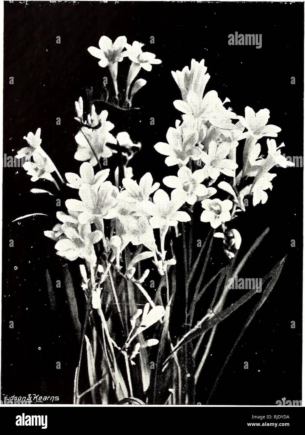 . The century book of gardening; a comprehensive work for every lover of the garden. Gardening. 266 THE CENTURY BOOK OF GARDENING. Eueomis punctata.âA strong-growing bulb, pushing up a number of long, wavy, strap-shaped leaves, arranged in more or less of a vasiform manner. The flower spike, that reaches a height of 2ft. to 3ft., has the upper half closely packed with small greenish flowers, spotted with brown. It is not showy, but very interesting. There are several kinds, but all are much in the same way. Freesias.âThese beautiful South African bulbous plants are now general favourites, the  Stock Photo