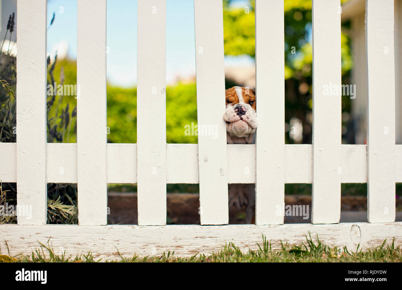 Dog peeking through fence hires stock photography and images Alamy