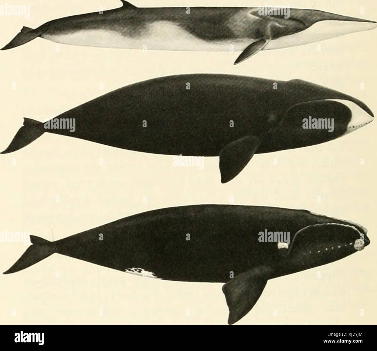 Cetaceans of the Channel Islands National Marine Sanctuary. Cetacea;  Mammals. 7. a. Head broad and almost U-shaped seen dorsally; dorsal fin  less than J J cm and far back on tail
