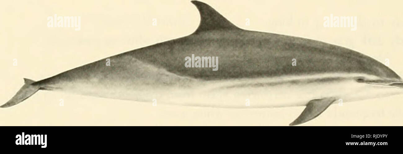 . Cetaceans of the Channel Islands National Marine Sanctuary. Cetacea; Mammals. Body to 2.6 m long; usually less than 2.; m. Body brownish-gray to black; belly and chest white; criss-cross (hourglass) pattern of yellow or tan on sides. Distinctive V where dorsal coloration dips onto flanks below dorsal fin. Distinct black stripe from center of lower jaw to flipper. Beak well defined, often black, some times with white tip. Except in areas of tropical fishing grounds, active bow rider. Distribution tropical and warm temperate, north to at least ^6 N (with stragglers to about 50 N) and south to  Stock Photo