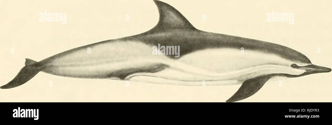 . Cetaceans of the Channel Islands National Marine Sanctuary. Cetacea; Mammals. Body to 2.6 m long; usually less than 2.; m. Body brownish-gray to black; belly and chest white; criss-cross (hourglass) pattern of yellow or tan on sides. Distinctive V where dorsal coloration dips onto flanks below dorsal fin. Distinct black stripe from center of lower jaw to flipper. Beak well defined, often black, some times with white tip. Except in areas of tropical fishing grounds, active bow rider. Distribution tropical and warm temperate, north to at least ^6 N (with stragglers to about 50 N) and south to  Stock Photo