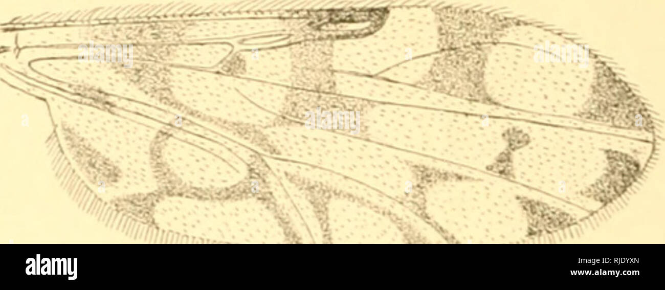 sac transparent irisé