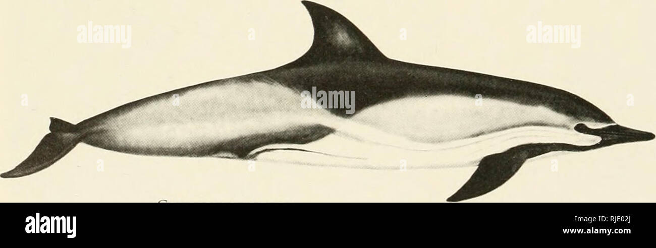 . Cetaceans of the Channel Islands National Marine Sanctuary. Cetacea; Mammals. Figure 59. A northern nghc-whale dolphin, the only finless small cetacean in the CINMS, shown on the beach at Tyler's Bight, San Miguel Island. 27 April 1981. fPhoto by B. S. Stewart.). Common dolphin Delphinus dclphis Linnaeus, 1758 Common dolphins frequently assemble into enormous herds, a thousand or more individuals, which create a highly visible ruckus as they travel. This was likely the species that Melville had in mind when he wrote of dolphins (^the huzza porpoise 1 &quot;which upon the sea keep tossing the Stock Photo