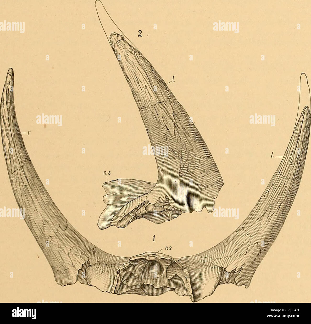 specialized converse