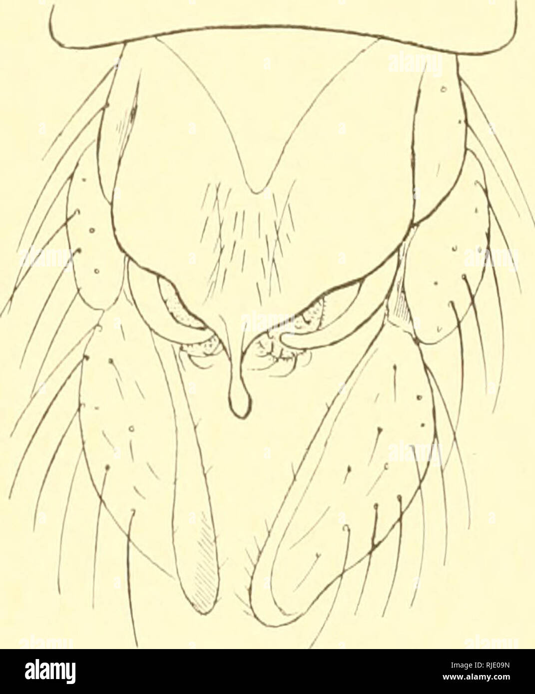 . Ceratopogoninae de Belgique. Diptera; Ceratopogonidae. Fig. 180. â Pince de Chironomns pn/hns (face dorsale). Fig. 181. â Pince de Chironoinus niveipennis (face dorsale). Taille d'au maximum 65 mm.; forme moins robuste; transversale des ailes non assombrie [vax. foliicola Kieff.) ou noirÃ¢tre (t5'pe). Noir; mÃ©sonotum d'un noir mat Ã reflets cendrÃ©s avec trois bandes noires ou gris foncÃ©; balanciers noirÃ¢tres (tj'pe) ou blanchÃ¢tres (var. foliicola). Antennes Ã douziÃ¨me article 3-4 fois plus longs que les 2-11 rÃ©unis (22 : 80); mÃ©tatarse antÃ©rieur d'un quart ou d'un tiers plus long qu Stock Photo