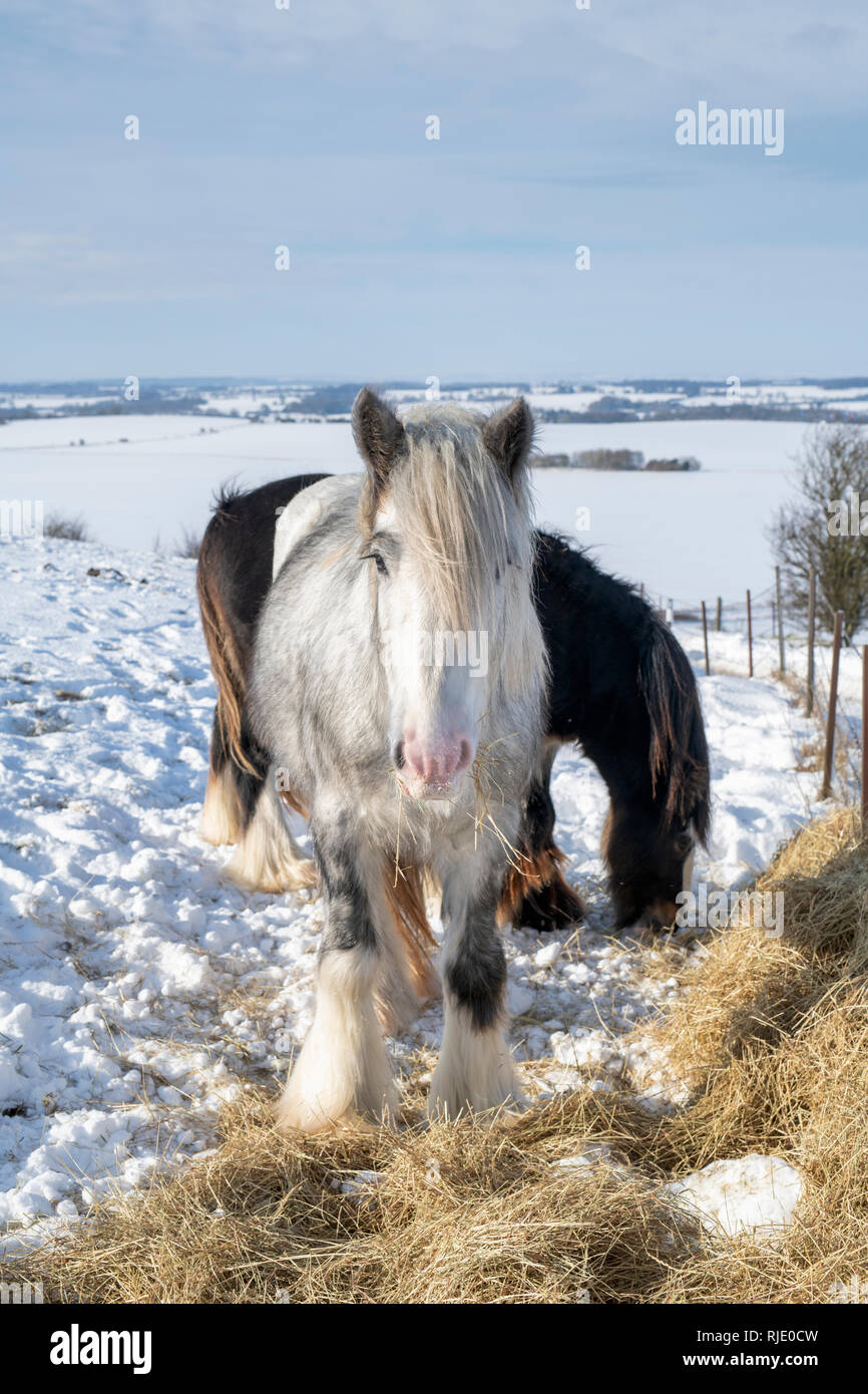 Horses eating hay in the snow on Hackpen hill. Wiltshire, England Stock Photo