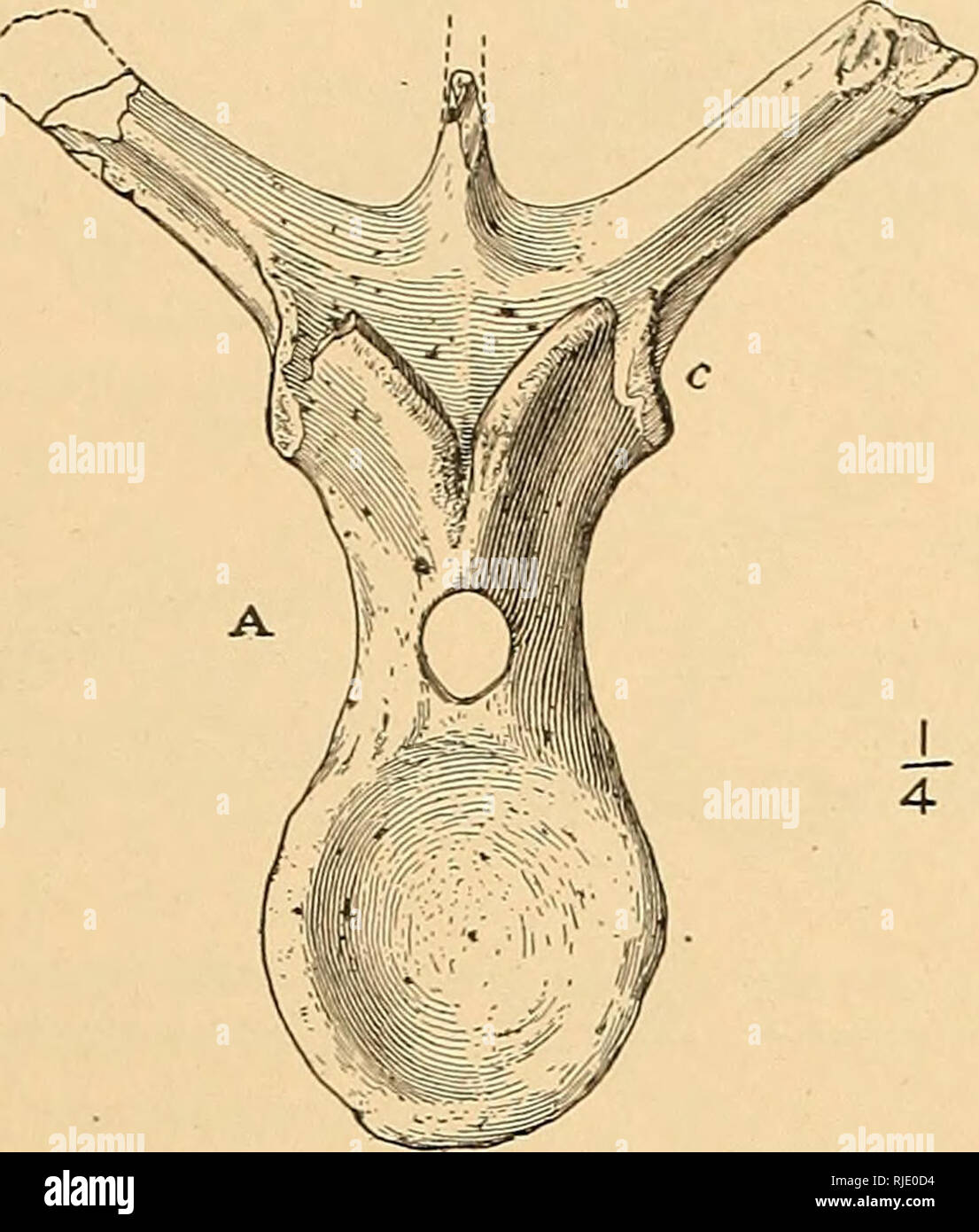 . The Ceratopsia. Ceratopsia. MONOCLONIUS CRASSUS. 77 and general characters they agree well with what we might expect to obtain in M. crassus, and some of them may pertain to the same skeleton as the type. The centra of all are short, somewhat constricted medially, with nearly plane or slightly biconcave extremities. The neural arches are of moderate height and somewhat constricted just above the neural canal, which is of only moderate di- &lt;r mensions. The neural spines are of moderate length and compressed. The transverse processes are triangular in cross section. There is a tubercular ri Stock Photo