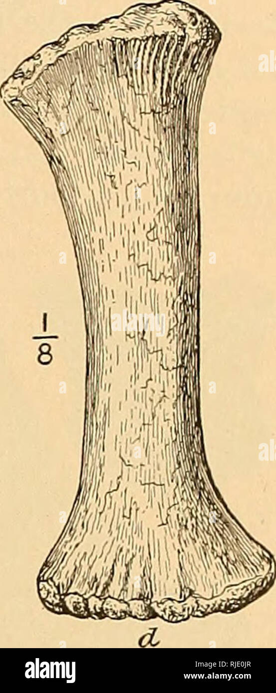. The Ceratopsia. Ceratopsia. FIG. 67.—Anterior view of ulna of Triceratops prorsus Marsh, No. 4842, U. S. Na- tional Museum, in mounted skeleton, o, Olecranon proc- ess; r, surface for proximal end of radius. One-eighth natural size. After Marsh.. Fig. 68.—Radius of Triceratops serratus Marsh, No. 970 American Museum of Nat- ural History, d, Distal extremity; p, proximal ex- tremity. One-eighth nat- ural size. Nothing is definitely known of the number or arrangement of phalanges in the manus of the Ceratopsia. From the nature of the metacar- pals, however, there can be no reasonable doubt tha Stock Photo