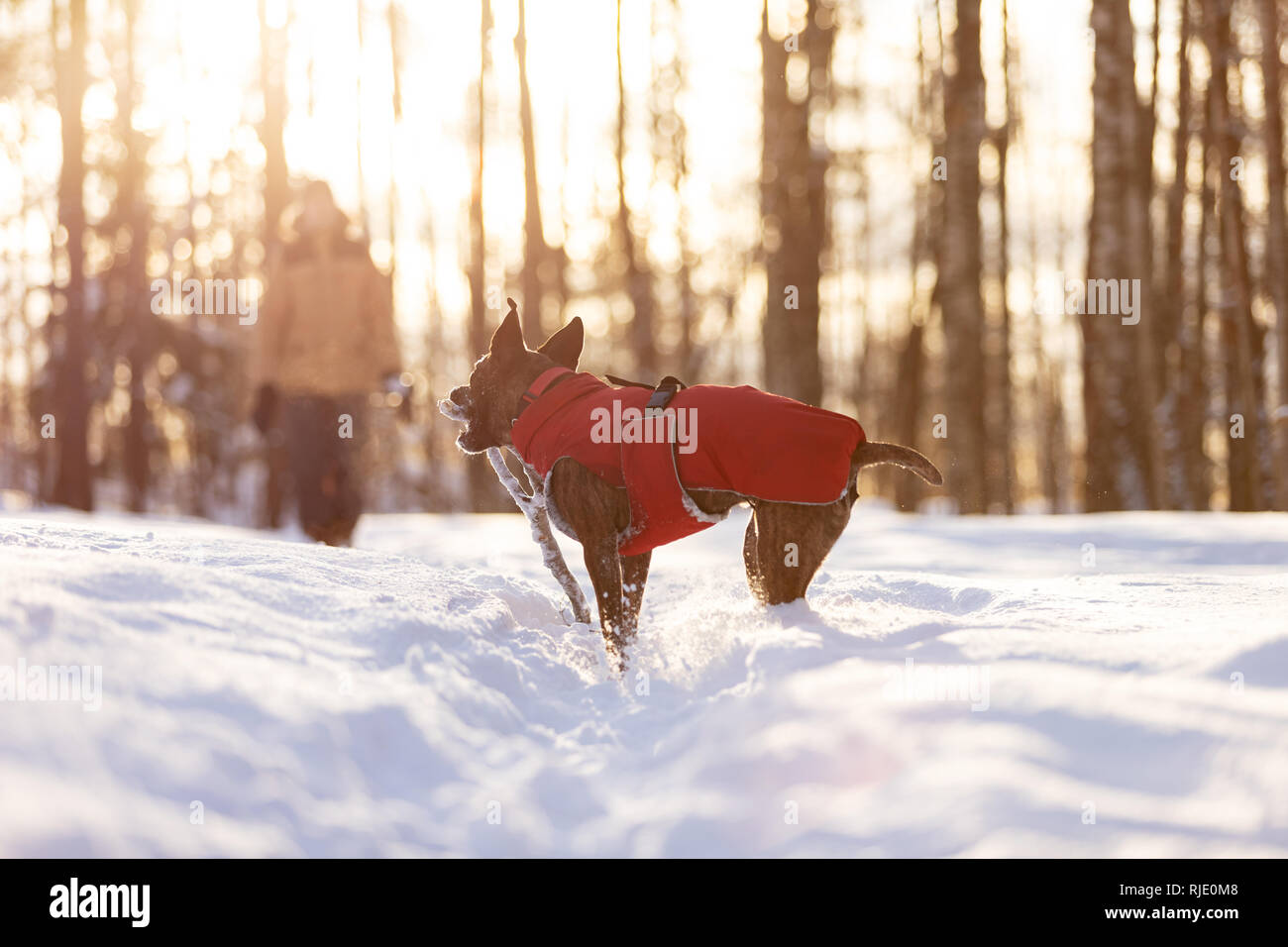 Amstaff winter hi res stock photography and images Alamy