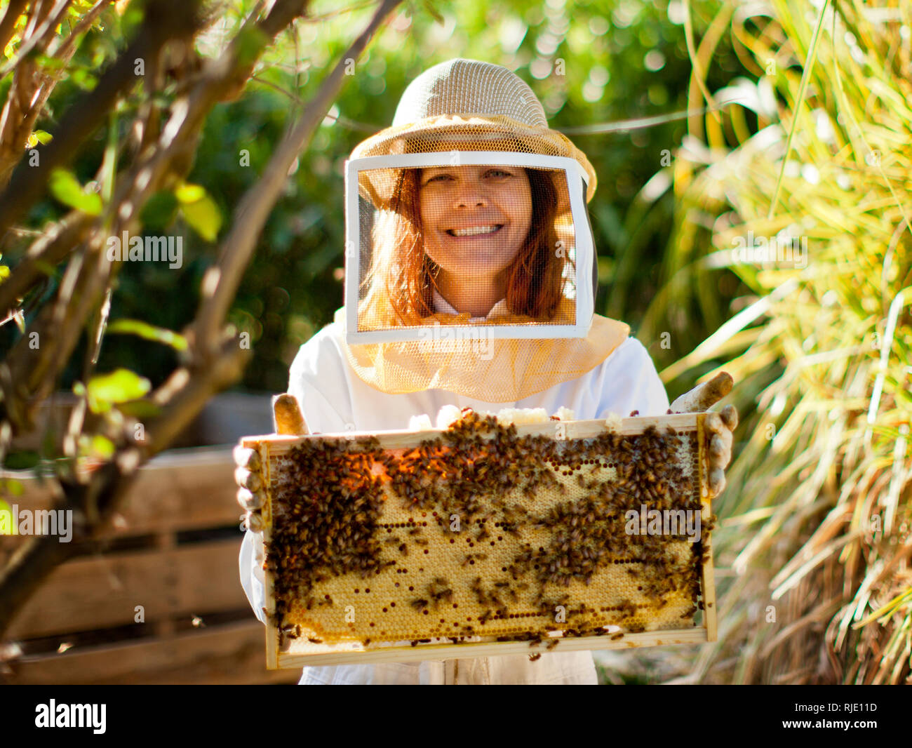 Portrait of a mid adult woman in bee keeper's clothing lifting up part of a bee hive. Stock Photo