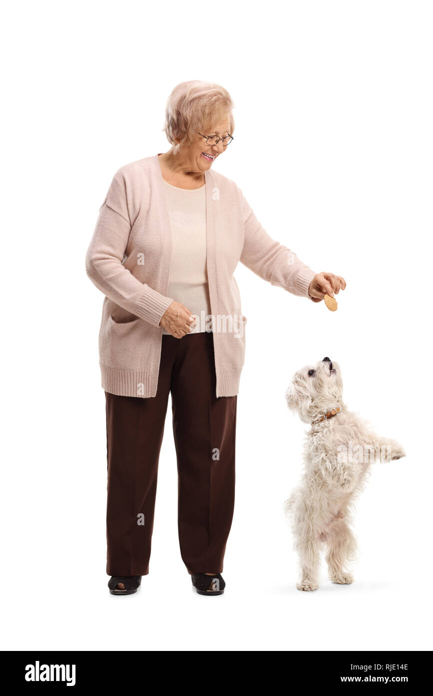 Full length portrait of a senior woman giving a biscuit to a maltese ...