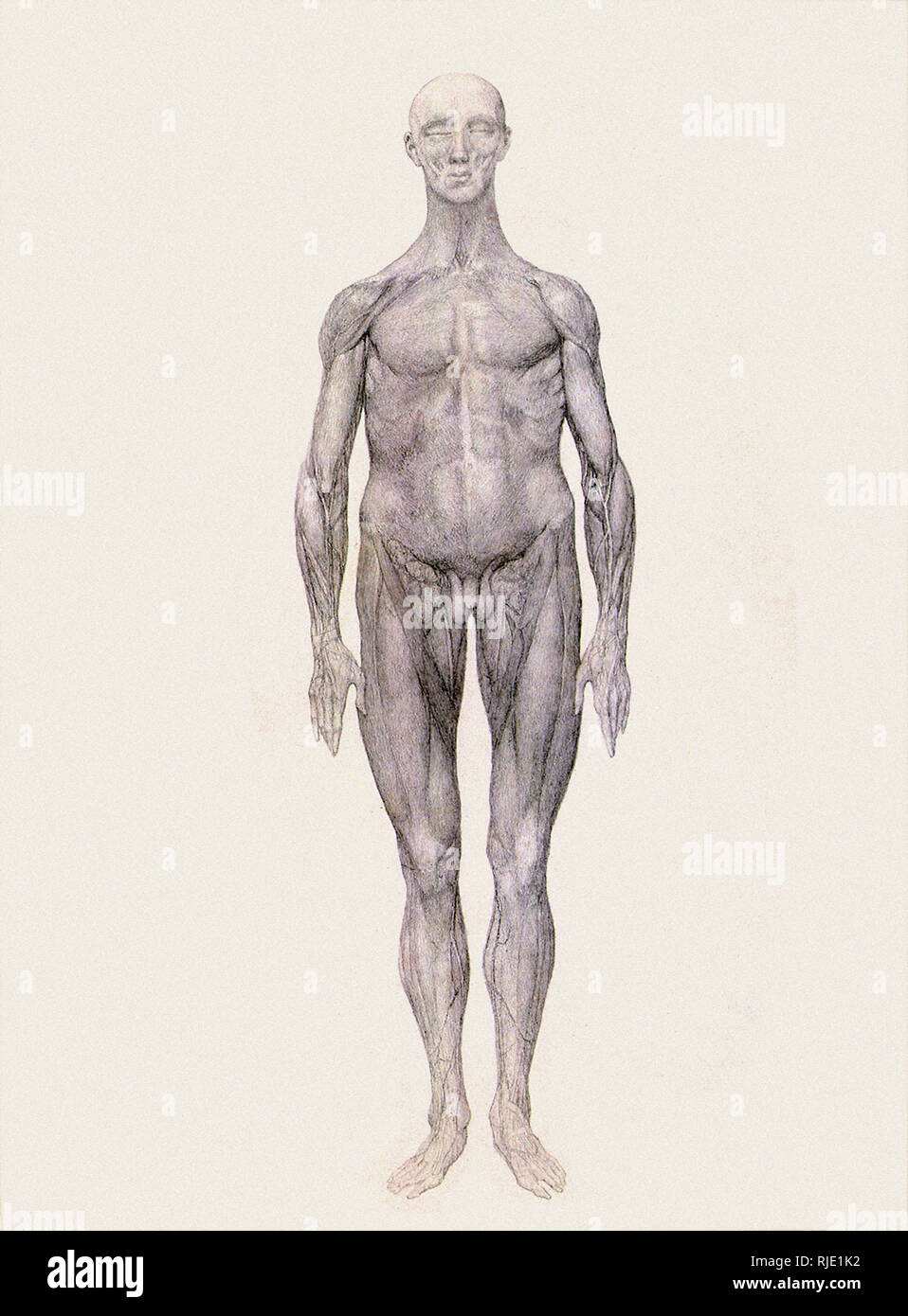 Human Being, Anterior View. Stock Photo