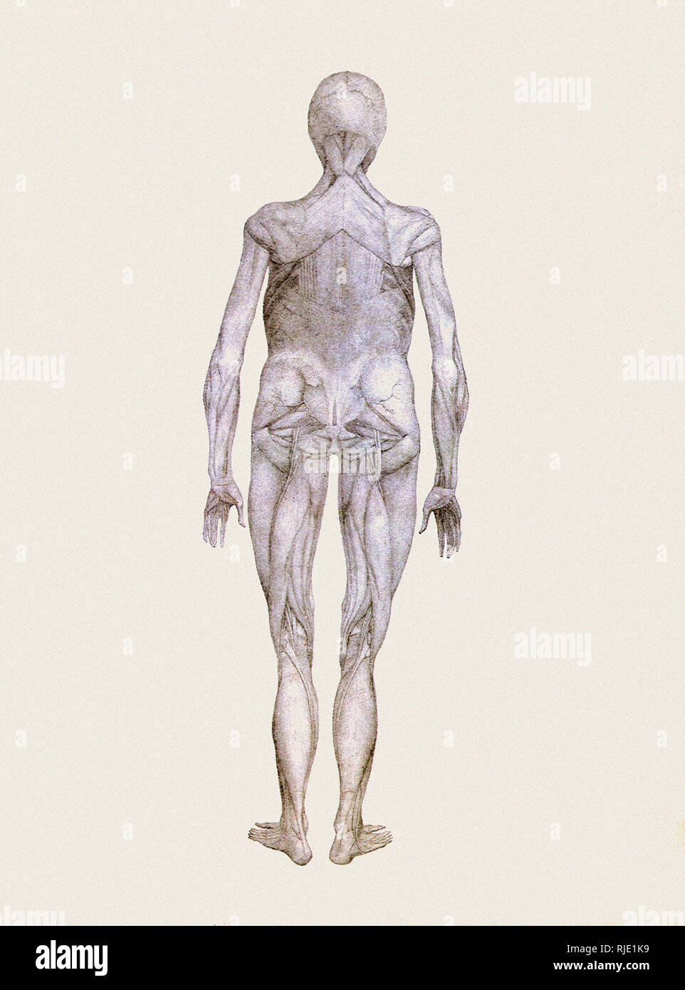 Human Being, Posterior View Stock Photo Biology Diagrams