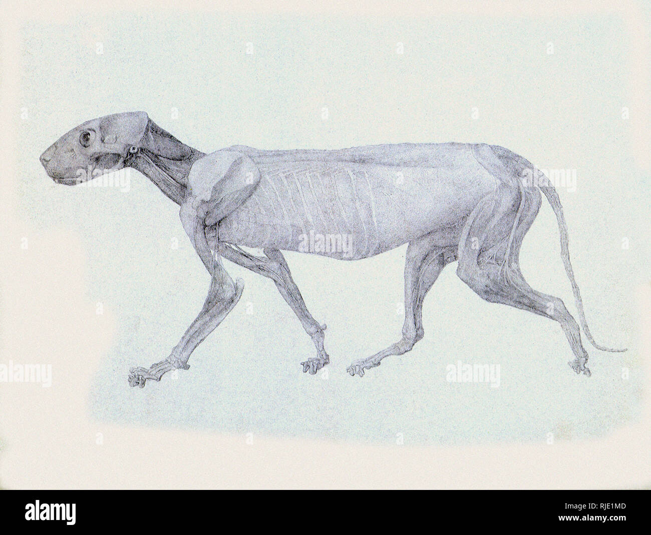 Tiger, Lateral View Partially Dissected Stock Photo - Alamy