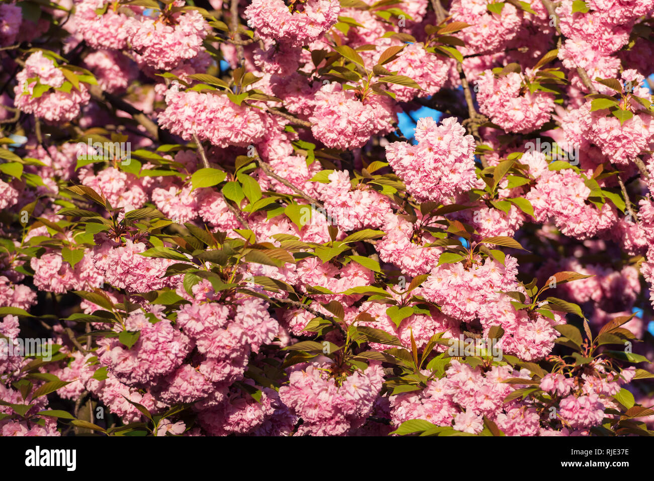 Pink sakura flowers on spring cherrys twigs. Springtime nature background Stock Photo