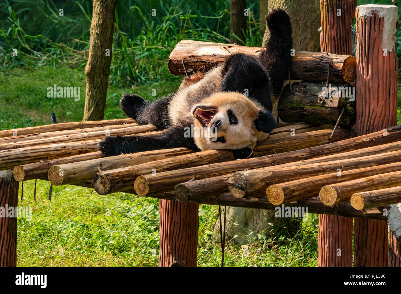 Happy Panda Stock Photo