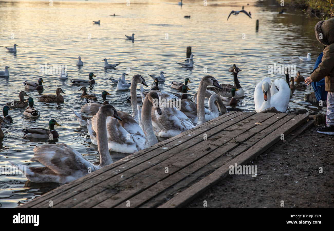 A bank of young swans and one older swan wait for food to be thrown by visitors at the edge of the lake.  Chorlton Water Park, England, Manchester, UK Stock Photo