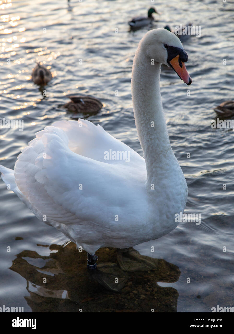 A mute swan waits for food to be thrown by visitors at the edge of the