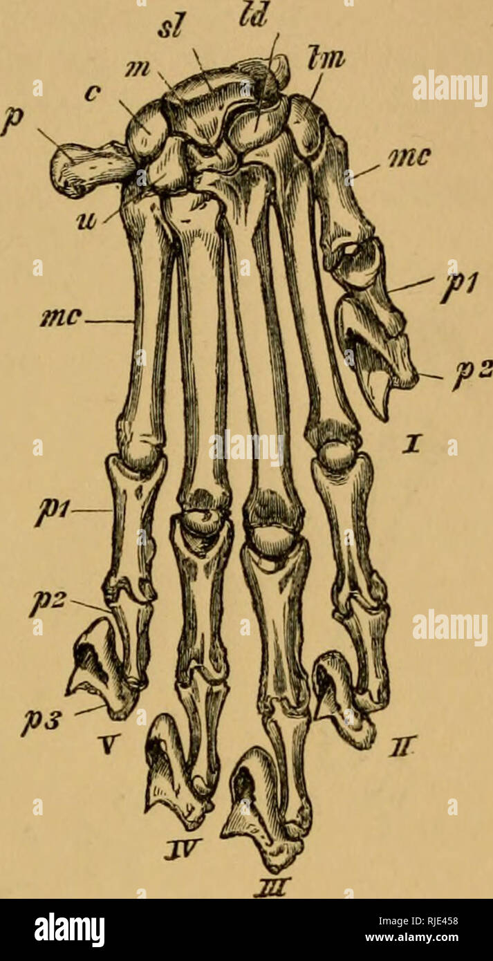 Cat Paw Anatomy High Resolution Stock Photography And Images Alamy