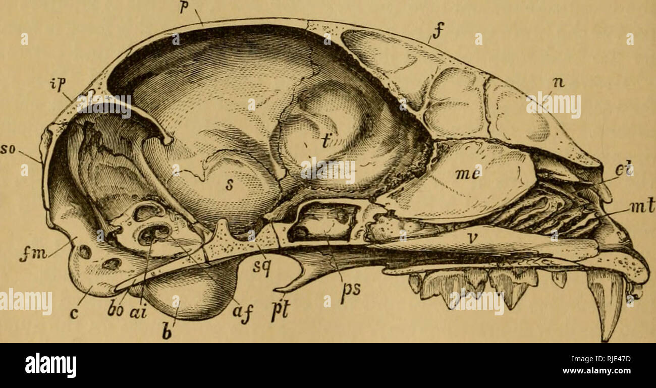 Cat skull angles hires stock photography and images Alamy