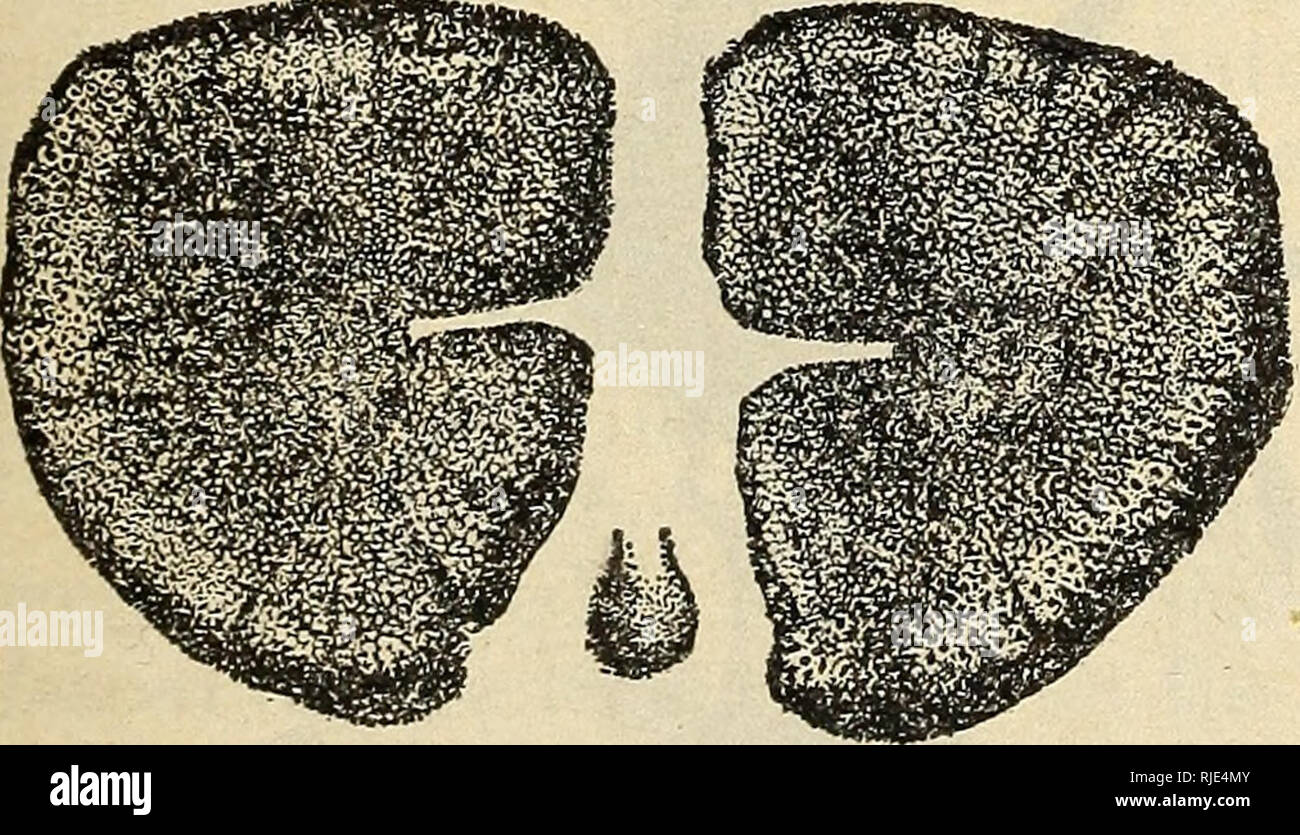 . The Cattle grubs or ox warbles, their biologies and suggestions for control. Warble flies; Cattle; Insect pests. Fig. 17.—Hypoderma lineatum: Pos- terior stigmal plates of fifth-stage larva. Greatly enlarged (Laake) The fly of H. hovis (fig. 20) is considerably larger and much stouter than that of H. lineatum. This is especially true of the thorax, which is much broader. The color is similar to that of H. lineatum, but the band of yellowish hairs across the prothorax dorsally is markedly wider and the shade slightly deeper than in H. lineatum. The shiny longitudinal lines of the thorax are o Stock Photo
