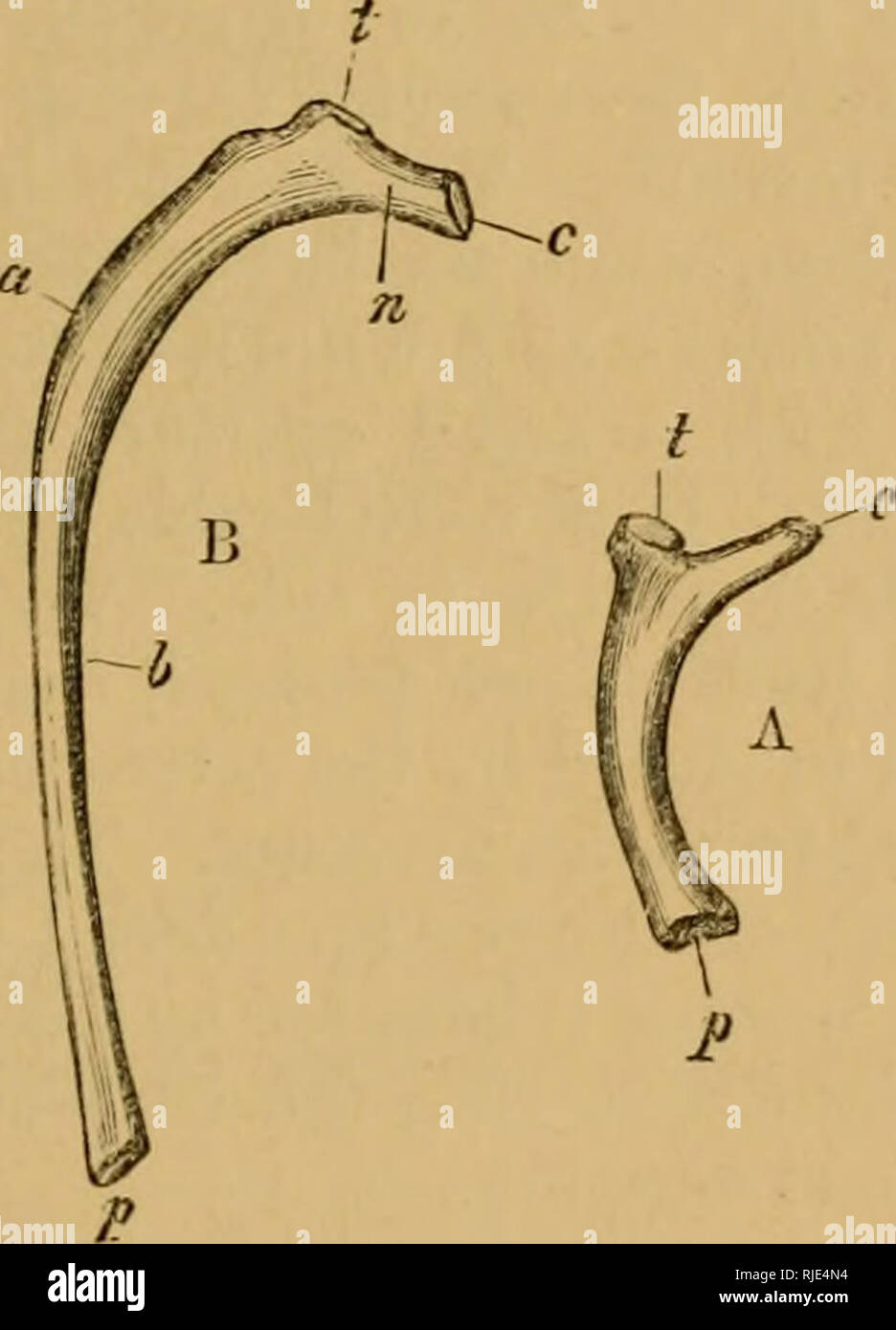 . The cat; an introduction to the study of backboned animals