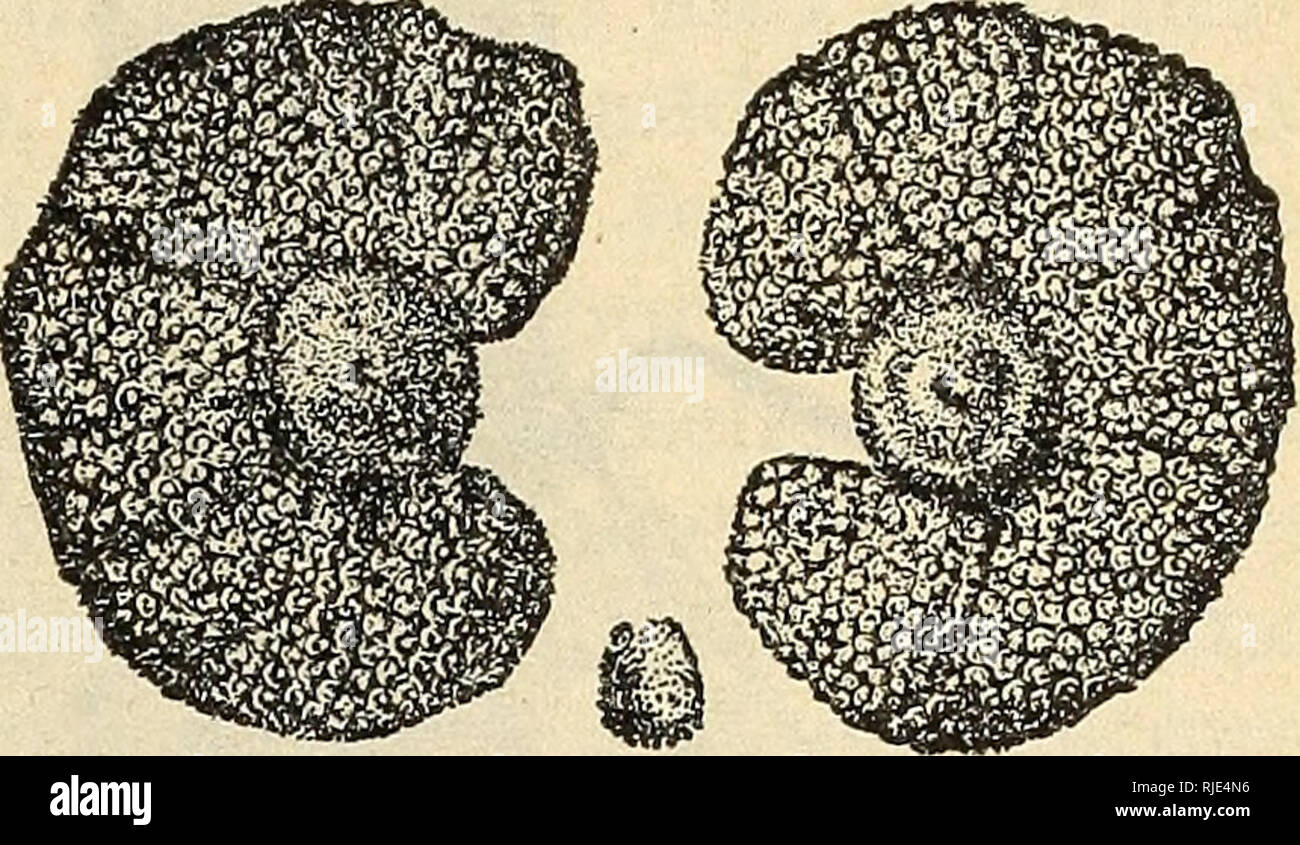 . The Cattle grubs or ox warbles, their biologies and suggestions for control. Warble flies; Cattle; Insect pests. THE CATTLE GRUBS OR OX WARBLES 33. Fig. 17.—Hypoderma lineatum: Pos- terior stigmal plates of fifth-stage larva. Greatly enlarged (Laake) The fly of H. hovis (fig. 20) is considerably larger and much stouter than that of H. lineatum. This is especially true of the thorax, which is much broader. The color is similar to that of H. lineatum, but the band of yellowish hairs across the prothorax dorsally is markedly wider and the shade slightly deeper than in H. lineatum. The shiny lon Stock Photo