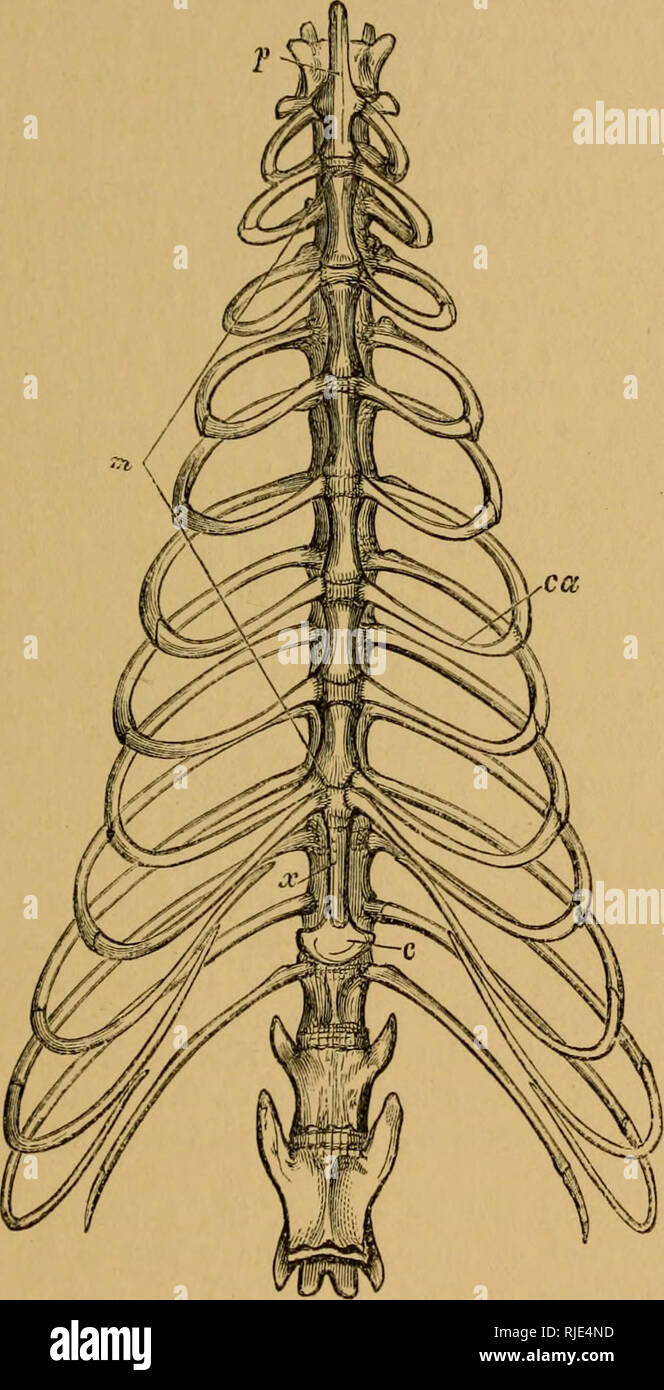 Costal Cartilages High Resolution Stock Photography and Images Alamy