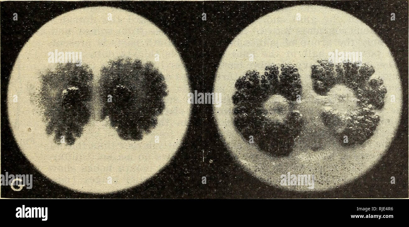 . The Cattle grubs or ox warbles, their biologies and suggestions for