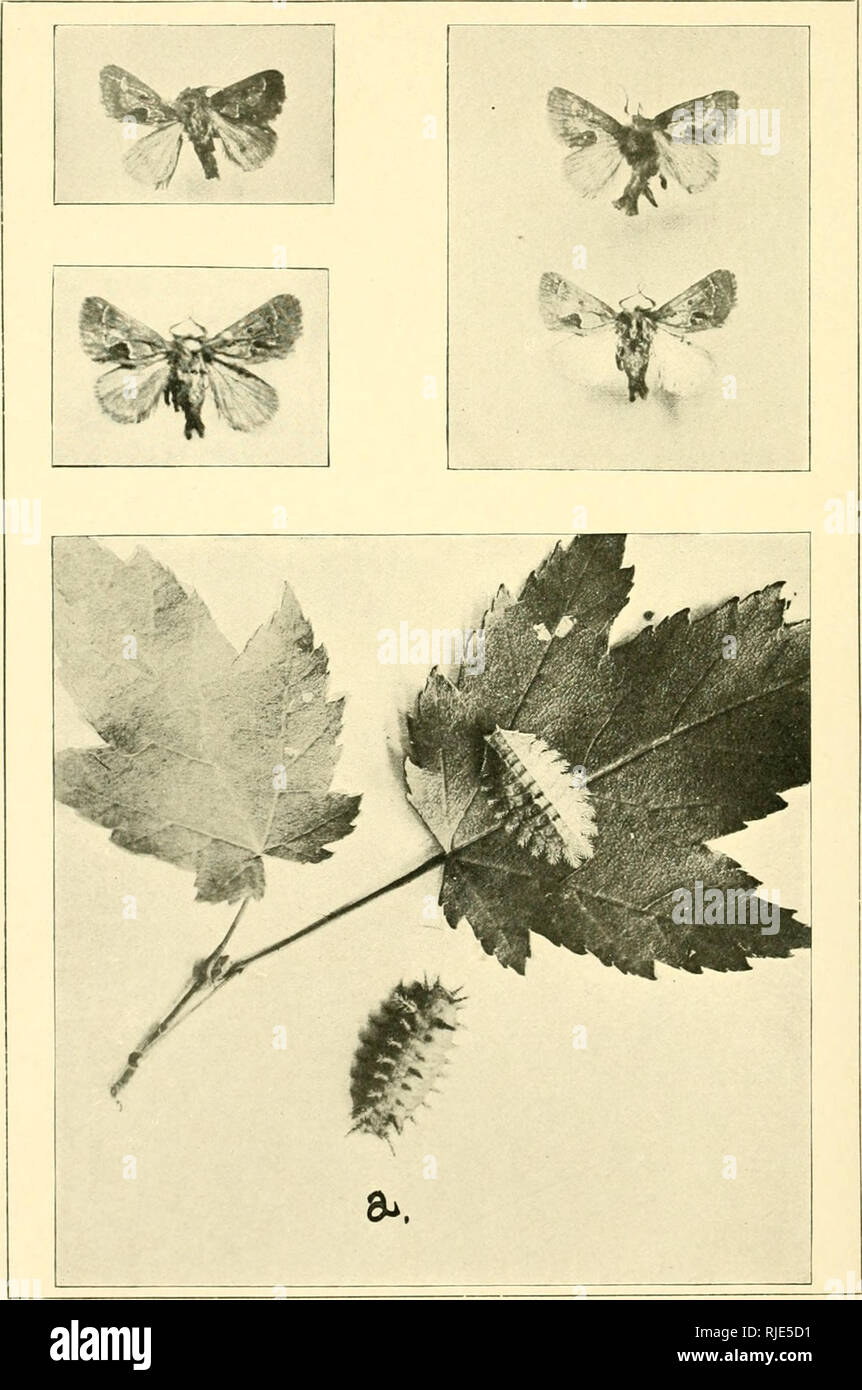 . Caterpillars and their moths. Larvae; Moths. Euclea eippiis aud Isa iuoriiata.. Please note that these images are extracted from scanned page images that may have been digitally enhanced for readability - coloration and appearance of these illustrations may not perfectly resemble the original work.. Eliot, Ida Mitchell; Soule, Caroline Gray. New York, The Century co. Stock Photo