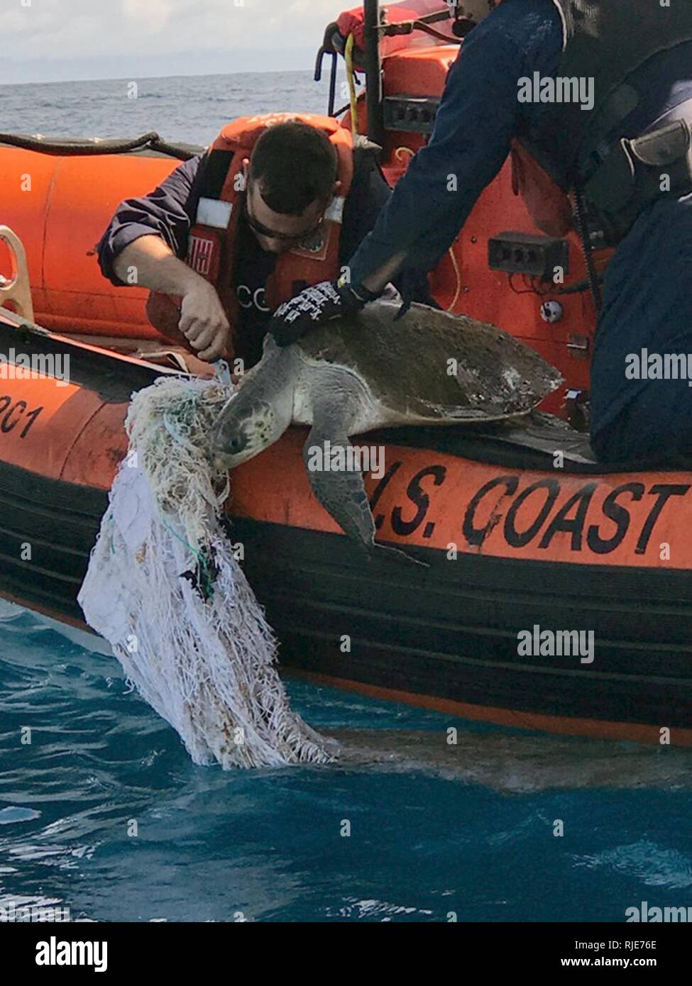 A crewman from Coast Guard Cutter Diligence cuts netting to free an ensnared sea turtle in Eastern Pacific waters, Jan. 11, 2018. During their 65-day counter-drug patrol, the Diligence crew spotted and freed three entangled turtles. Stock Photo