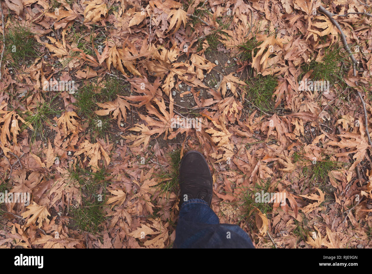 Man Walking on Fallen Autumn Leaves in the Forest Stock Photo