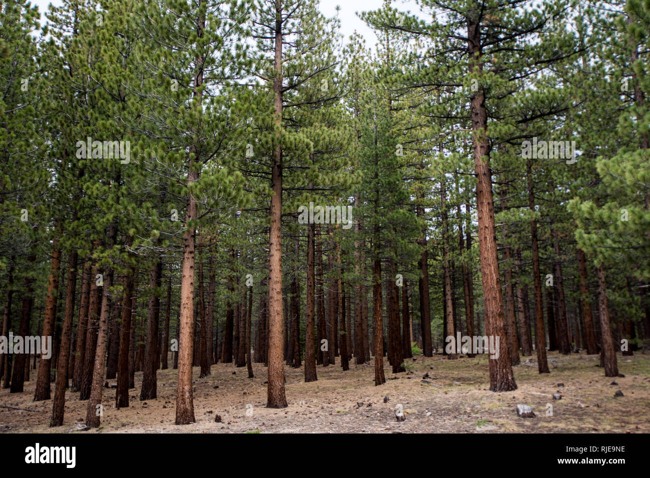 Jeffrey Pine Trees forest on Mammoth Scenic Loop road in Mammoth Lakes