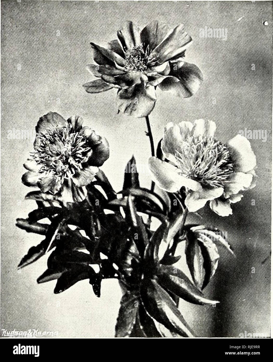 . The century book of gardening; a comprehensive work for every lover of the garden. Gardening. DOUBLE HIGH-CENTRED PEONIES. disclose ten to thirty seeds, about the size of peas, the fertile ones blue-black and the sterile of a bright scarlet, the effect being even more decorative than the flower displav. P. Wittmanniana, from Persia, flowers single, primrose yellow. The Tree Pseony, or Paeonia Moutan, was introduced over 100 years ago, and has probably been cultivated by the Chinese for more than 1,000 years. It is perfectly hardy, but occasionally gets badly crippled by spring frosts and cut Stock Photo