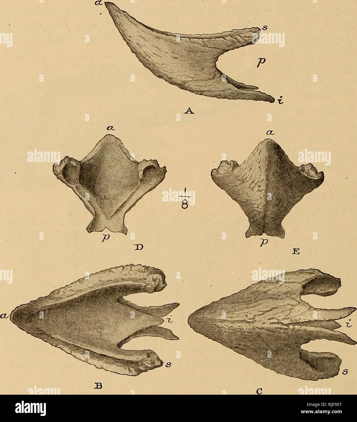 . The Ceratopsia. Ceratopsia. 40 THE CERATOPSIA. the rostral sheath fitted over that of the predentary, exhibiting relations similar to those which obtained between the superior and inferior dentitions where, as will be shown later, the external margins of the inferior teeth oppose the internal margin of the superior, the lower jaw fitting within the superior as in mammals. On the superior surface of each lateral branch of the predentary there is a broad, shallow groove for the reception of the postero-inferior branches of the rostral and the anteroinferior border of the premaxillary. The form Stock Photo